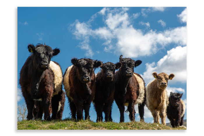 The Belted Galloway
